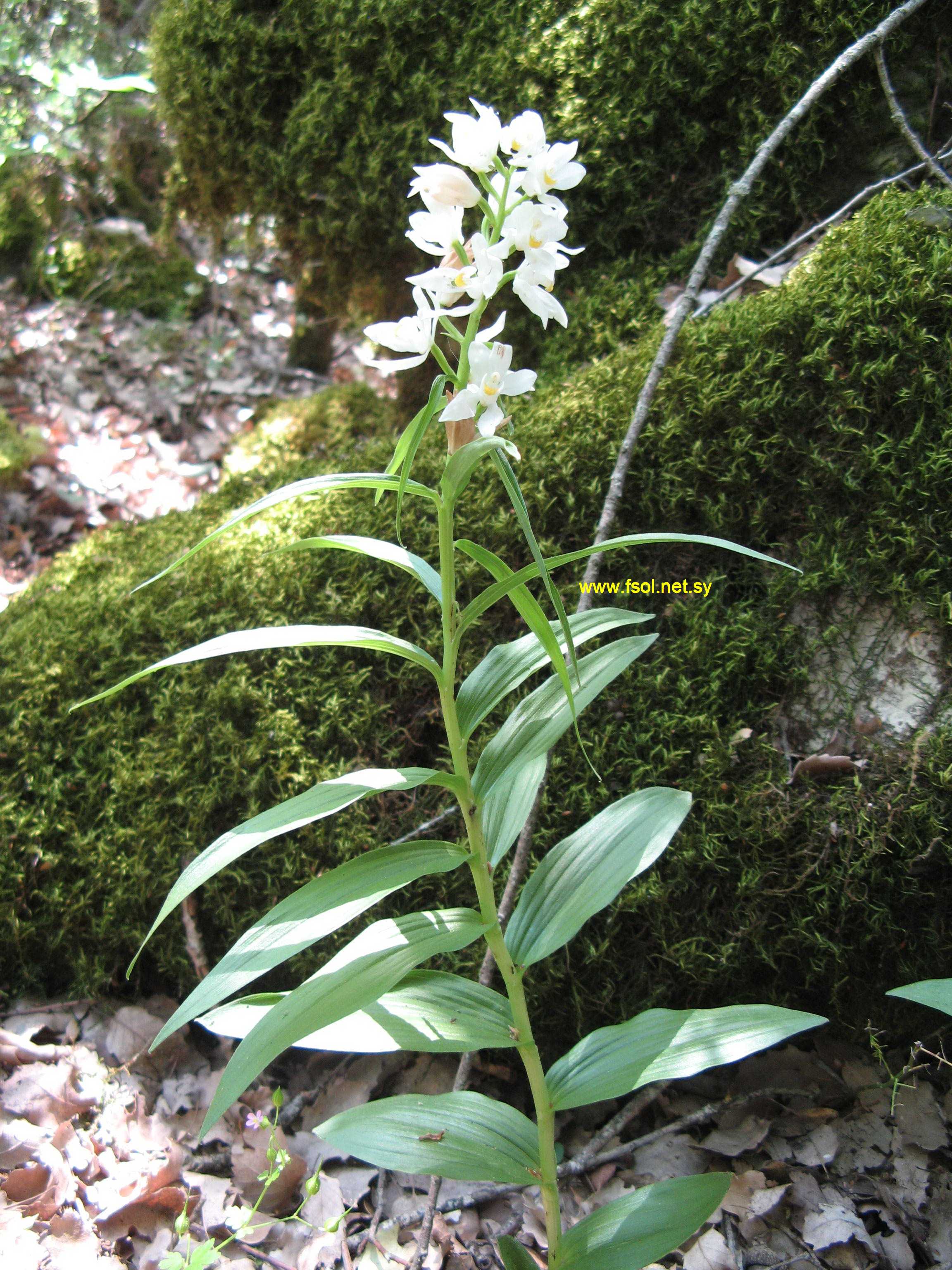 Cephalanthera longifolia (Huds.) Fritsch.